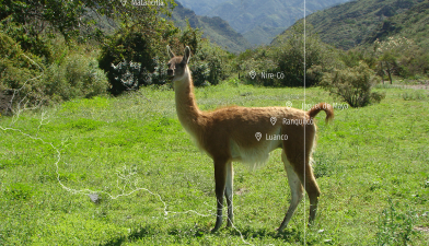 Mendoza